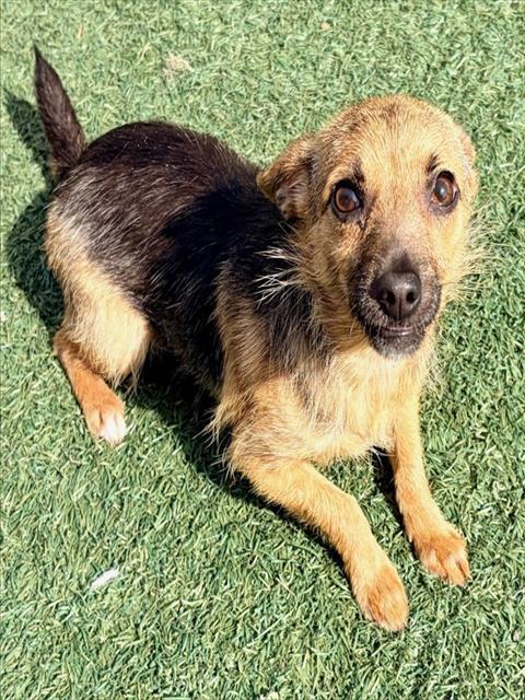 LUCY, Adoptable, Young Female Terrier & Mixed Breed.