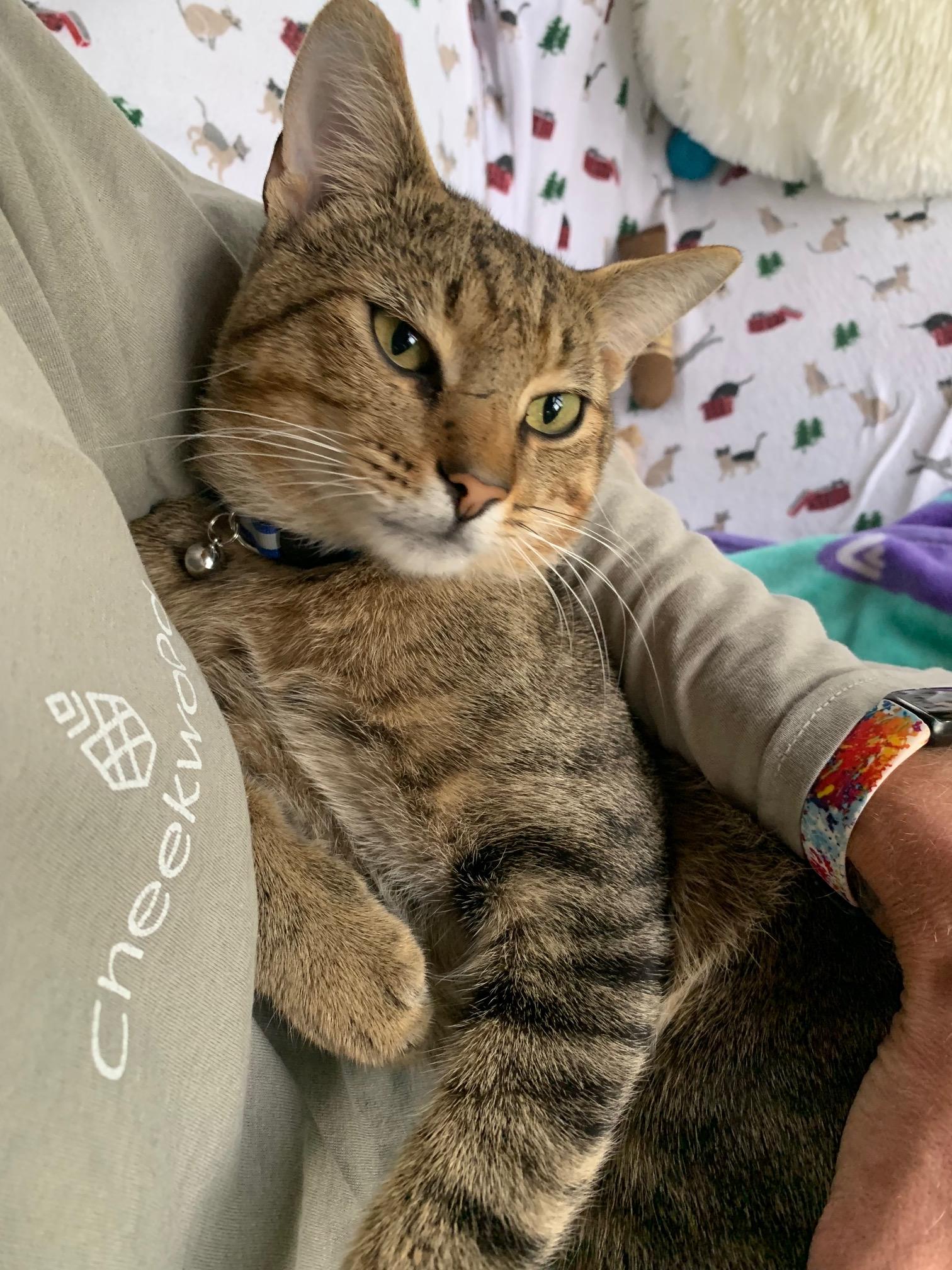 Baby Billy, a Adoptable Tabby in Nashville, TN image 2/4