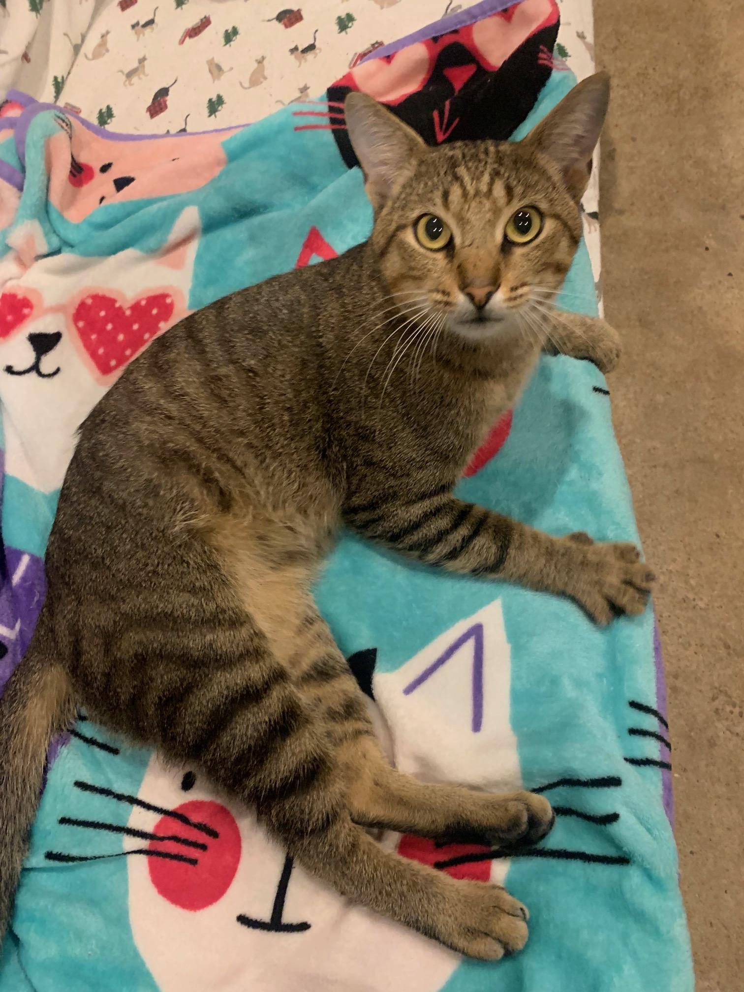 Baby Billy, a Adoptable Tabby in Nashville, TN image 4/4