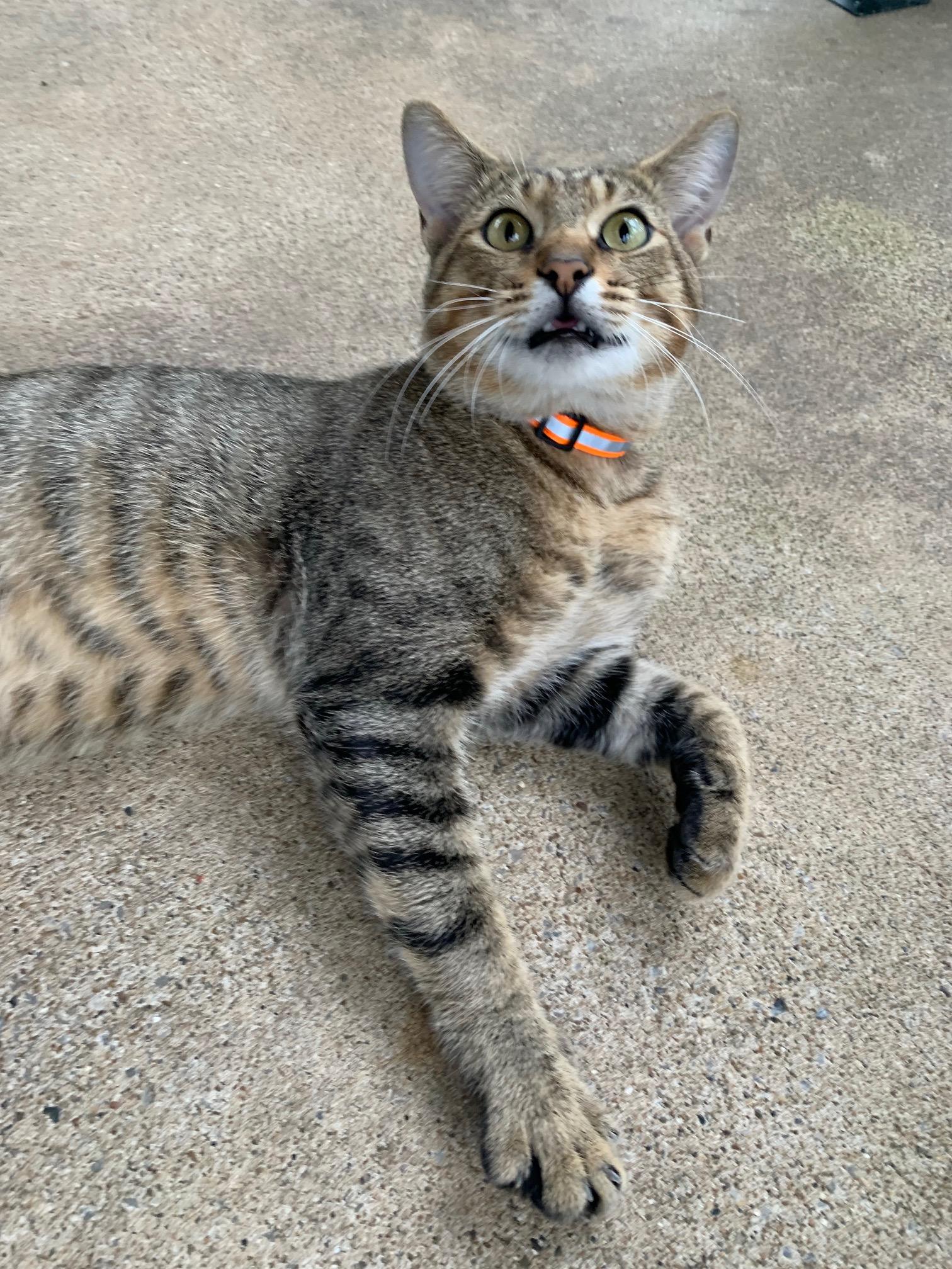 Baby Billy, a Adoptable Tabby in Nashville, TN image 3/4