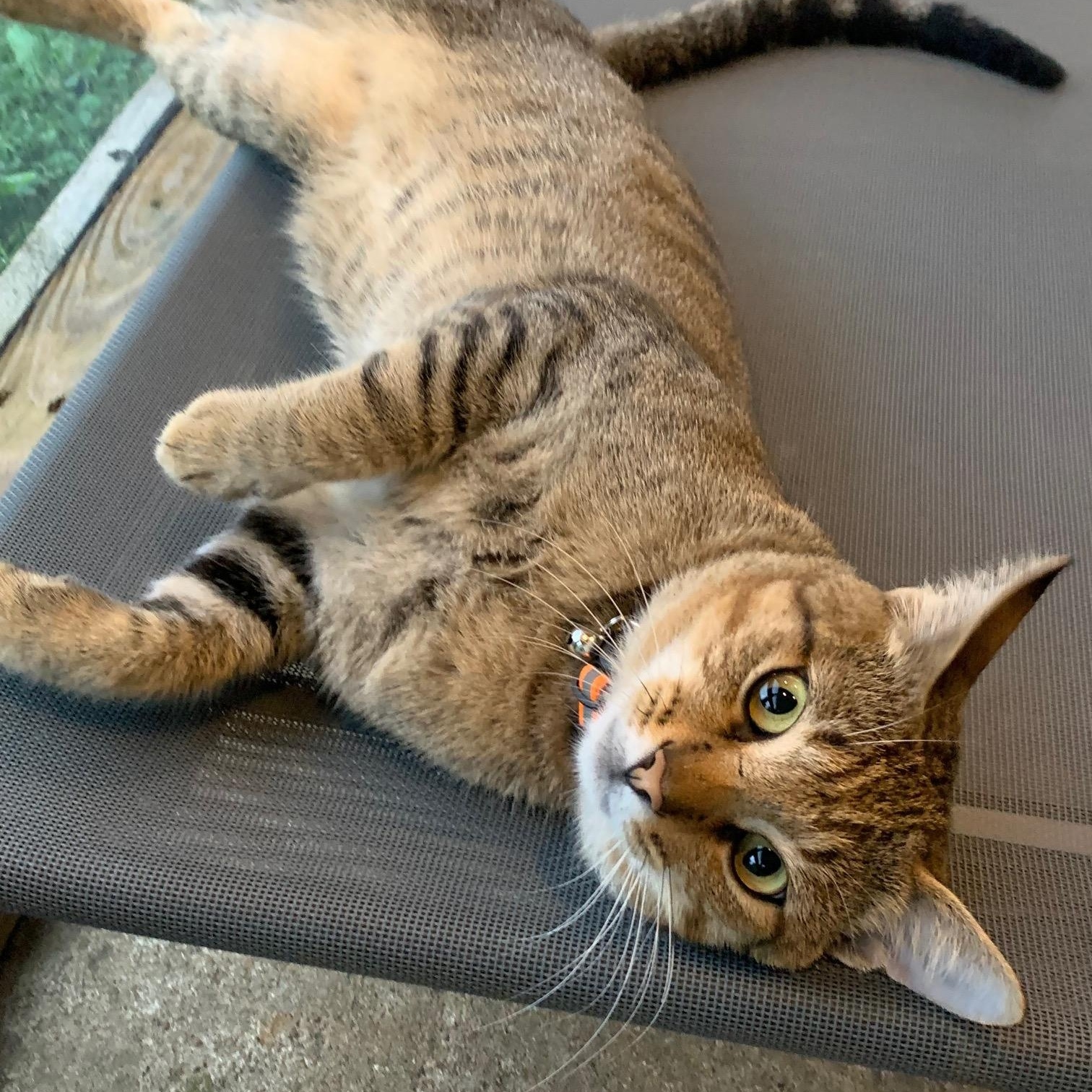 Baby Billy, Adoptable, Young Male Tabby.