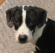 Jaiden, ADOPTABLE, Puppy Female Labrador Retriever & Boxer.