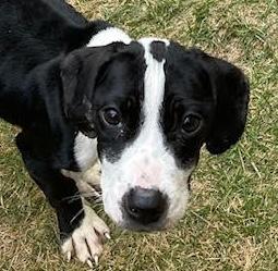 Enlarge Jaiden, a ADOPTABLE mixed breed in Cumming, GA image 1/6