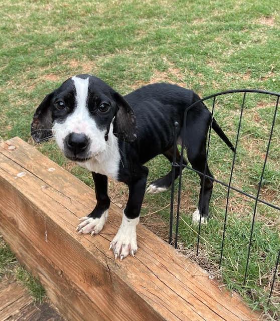Enlarge Jaiden, a ADOPTABLE mixed breed in Cumming, GA image 4/6