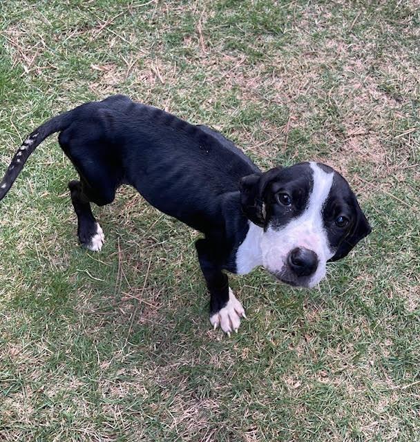 Enlarge Jaiden, a ADOPTABLE mixed breed in Cumming, GA image 6/6