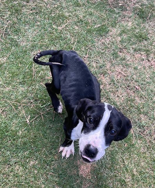 Enlarge Jaiden, a ADOPTABLE mixed breed in Cumming, GA image 2/6