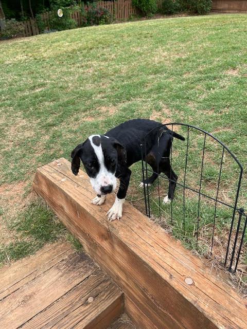 Enlarge Jaiden, a ADOPTABLE mixed breed in Cumming, GA image 3/6