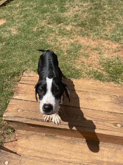 Enlarge Jaiden, a ADOPTABLE mixed breed in Cumming, GA image 5/6