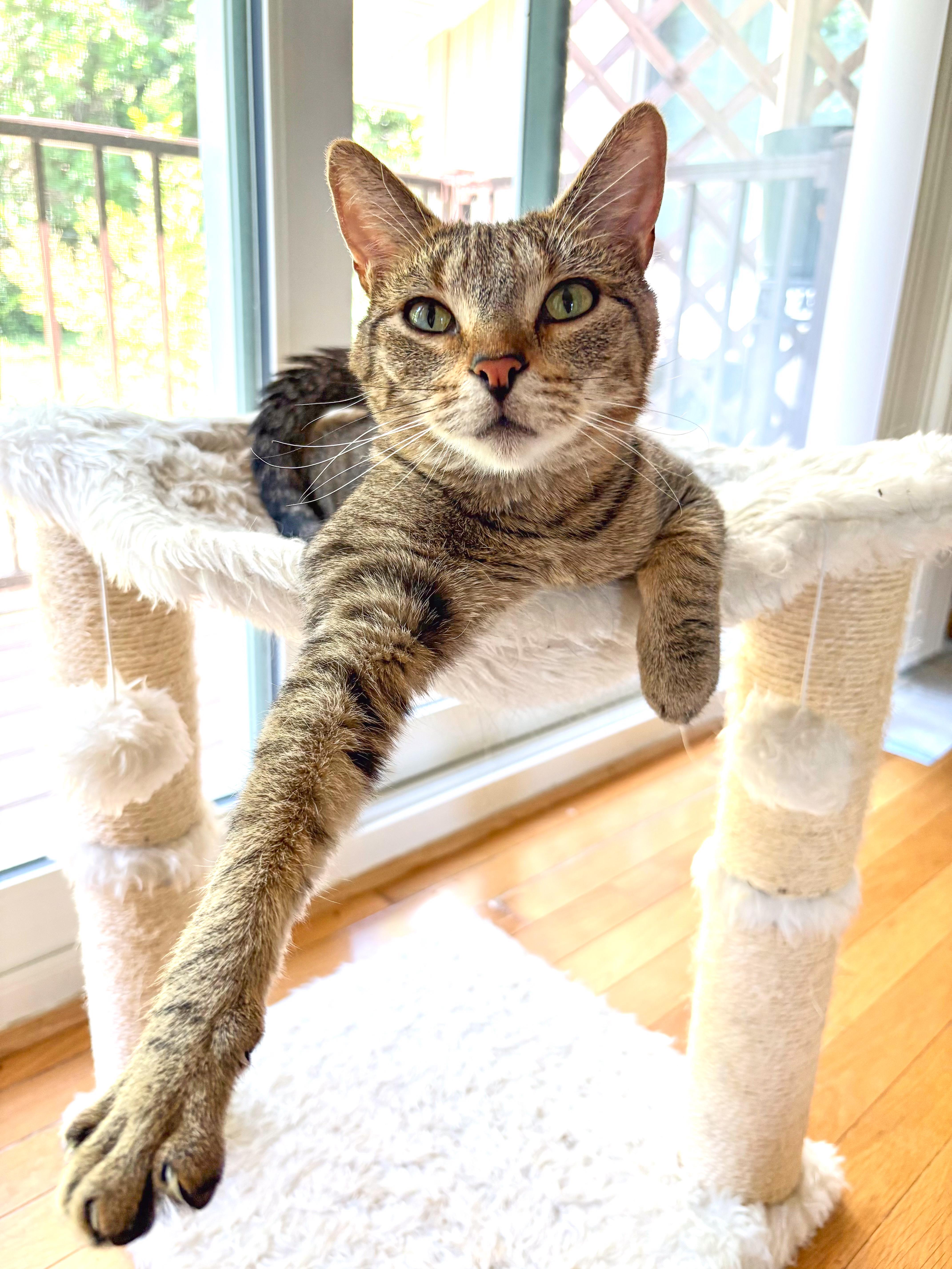 Ziggy, adoptable, Young Male Domestic Short Hair.