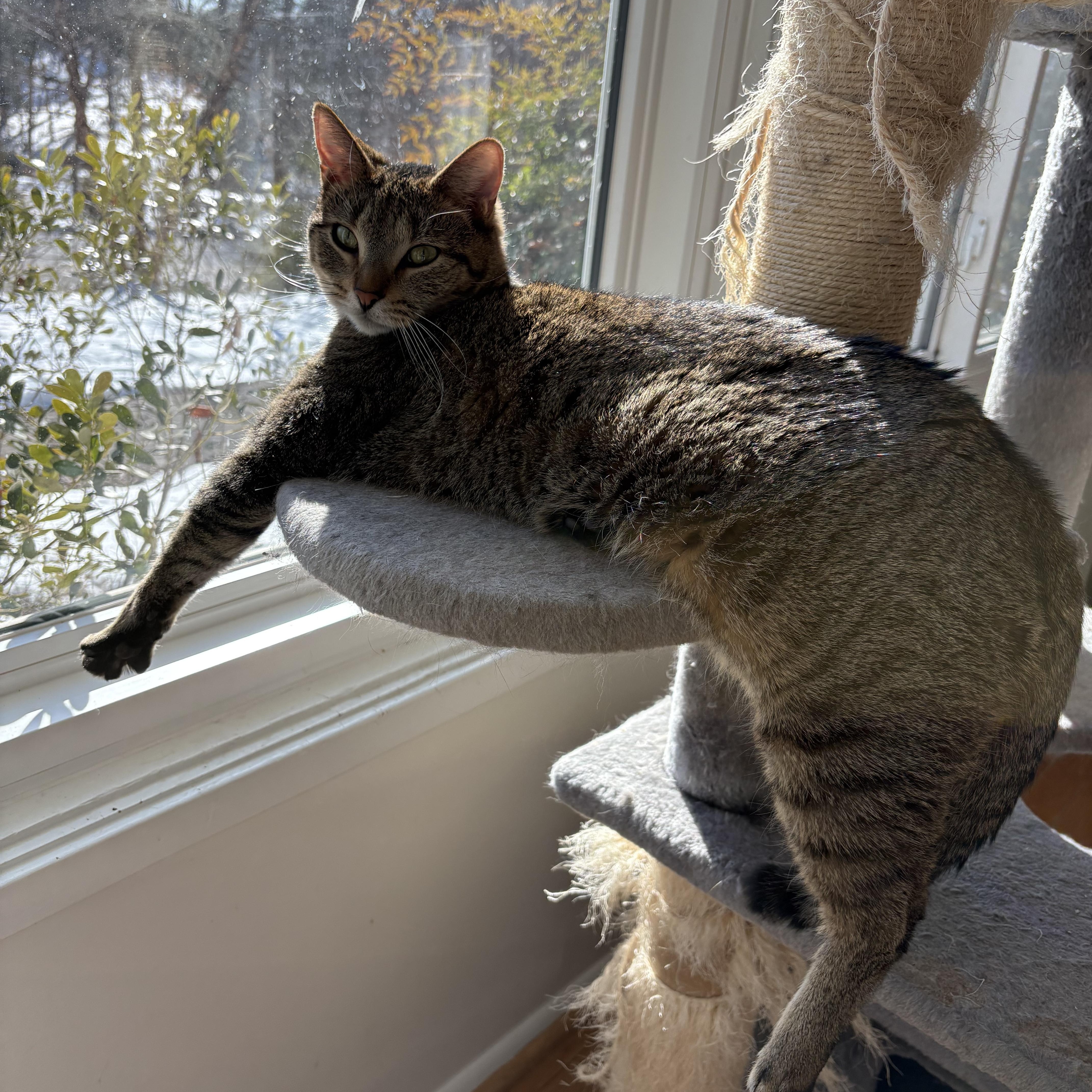 Enlarge Ziggy, an adoptable Domestic Short Hair in Alexandria, VA image 2/5