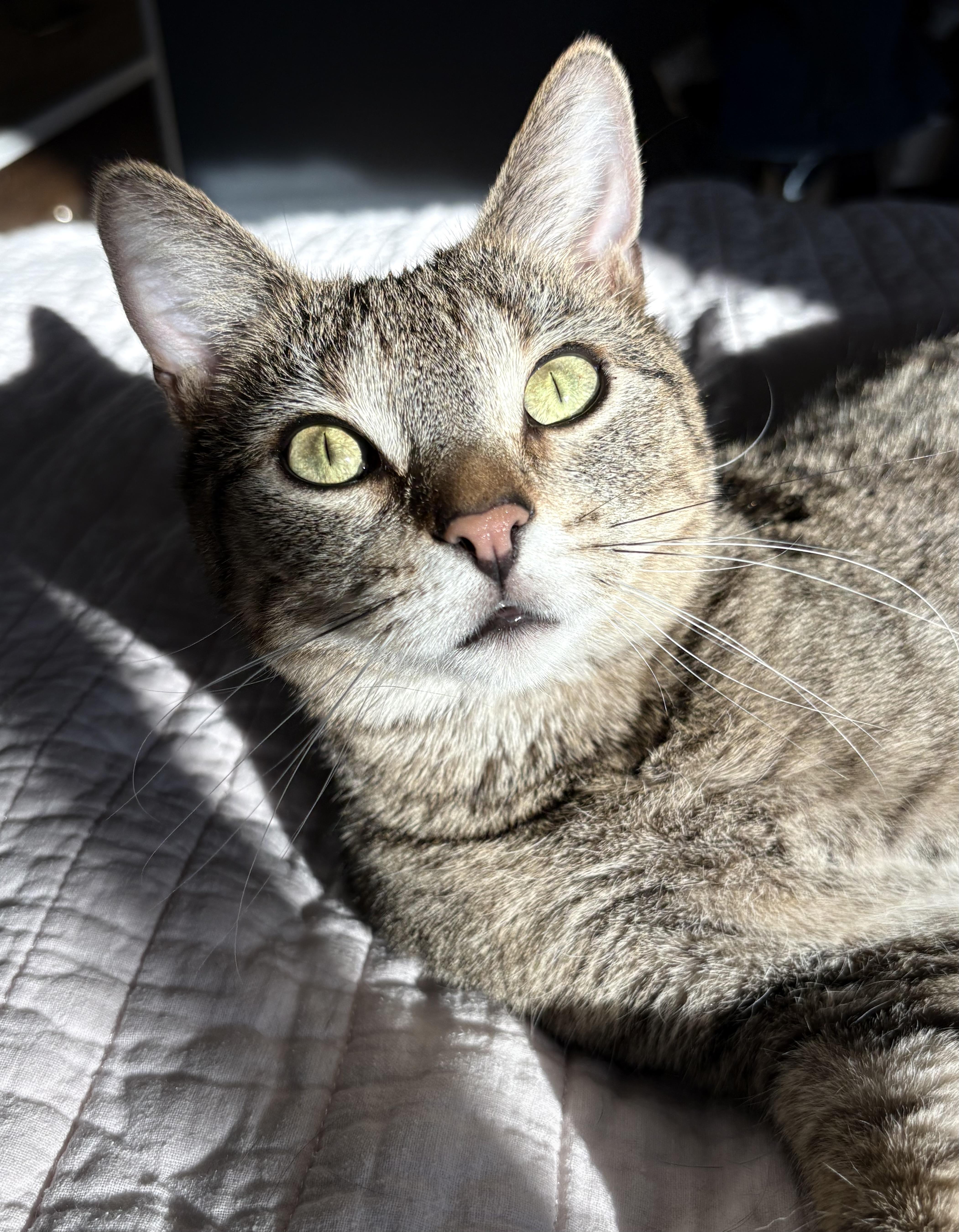 Enlarge Ziggy, an adoptable Domestic Short Hair in Alexandria, VA image 4/5