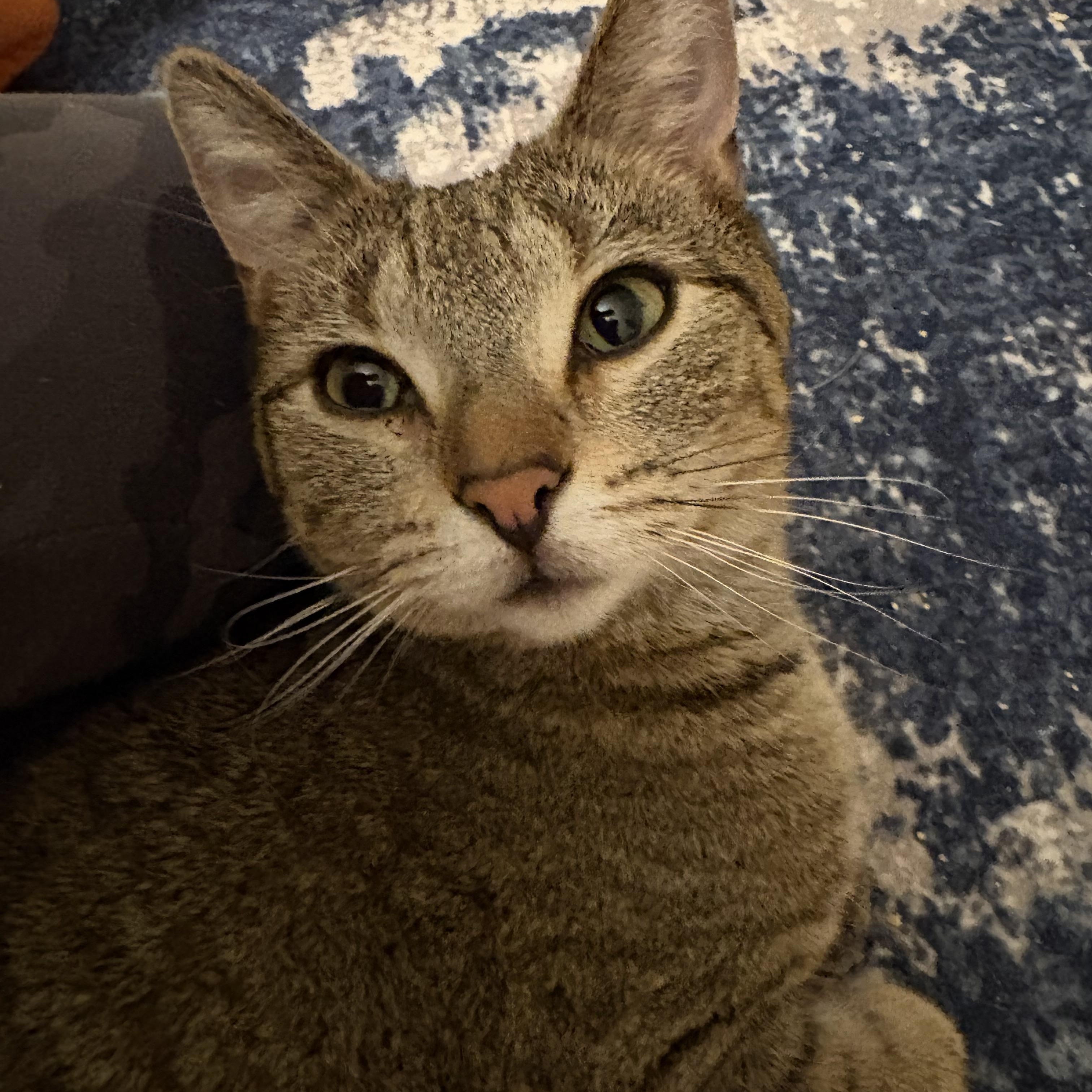 Ziggy, adoptable, Young Male Domestic Short Hair.