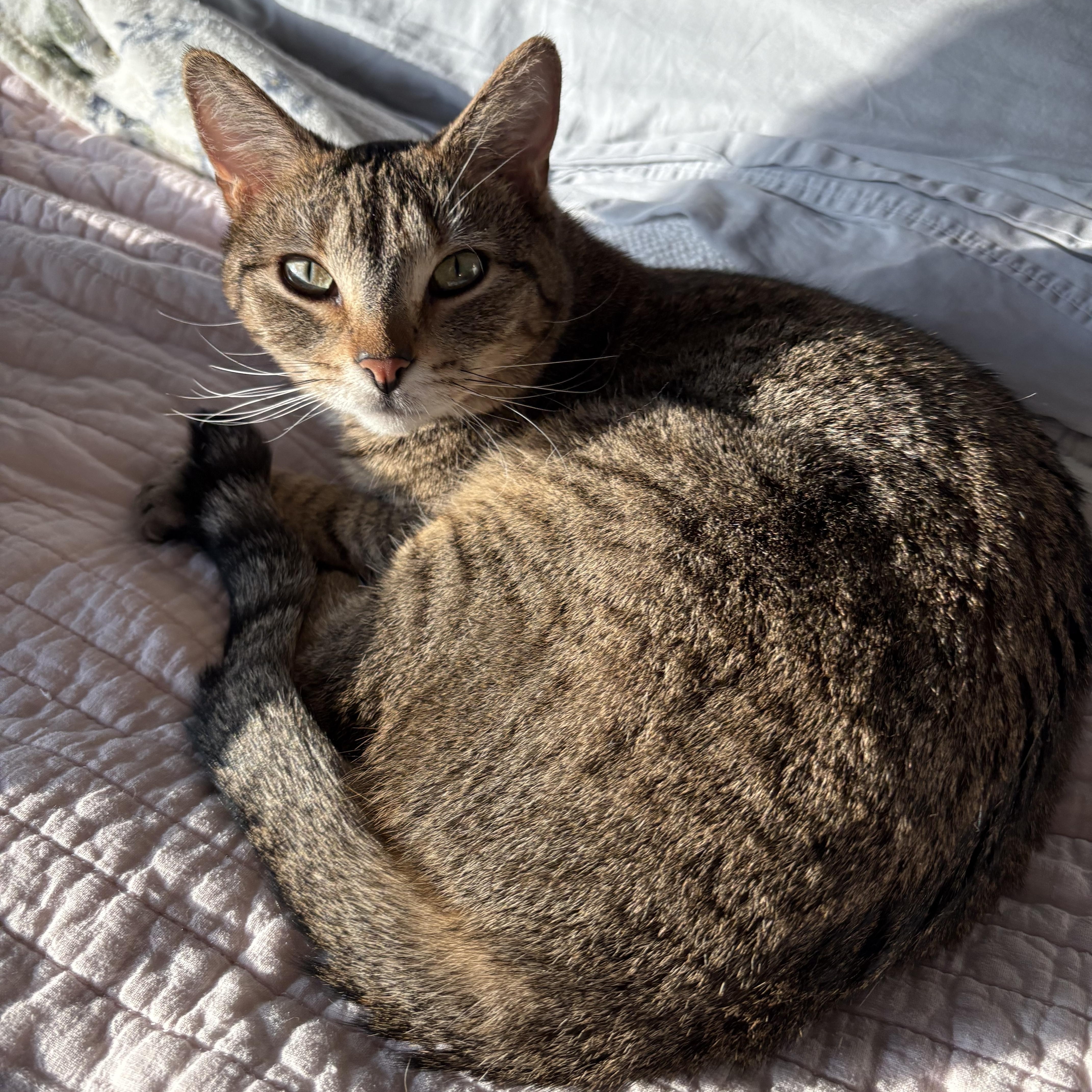 Enlarge Ziggy, an adoptable Domestic Short Hair in Alexandria, VA image 5/5