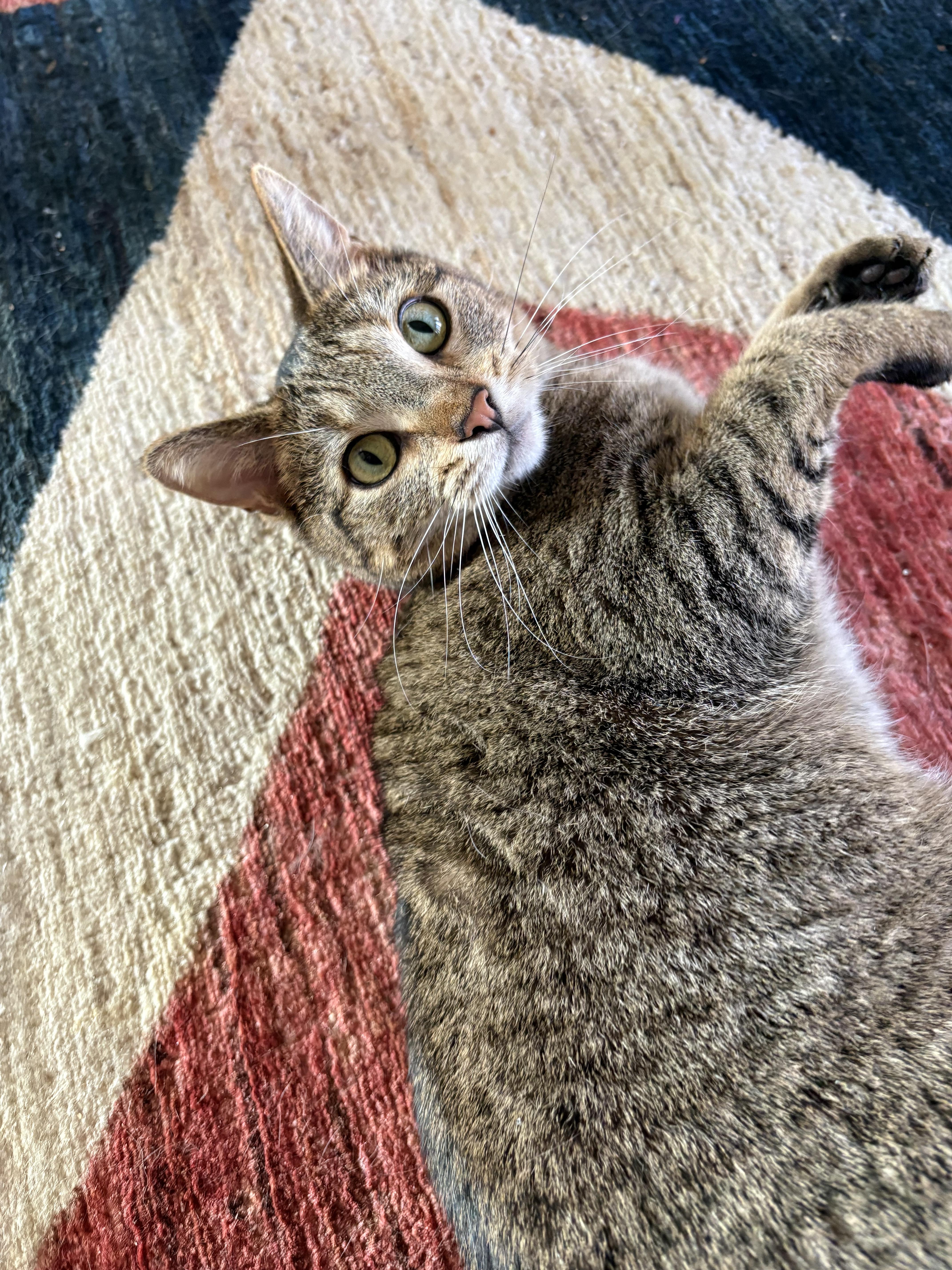 Enlarge Ziggy, an adoptable Domestic Short Hair in Alexandria, VA image 3/5