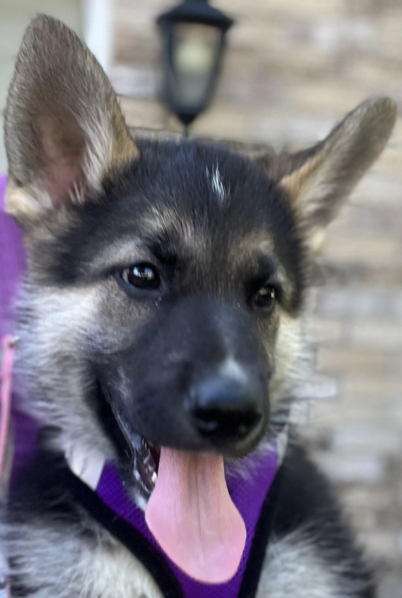 MUSKOKA, a Adoptable mixed breed in Minesing, ON image 1/3