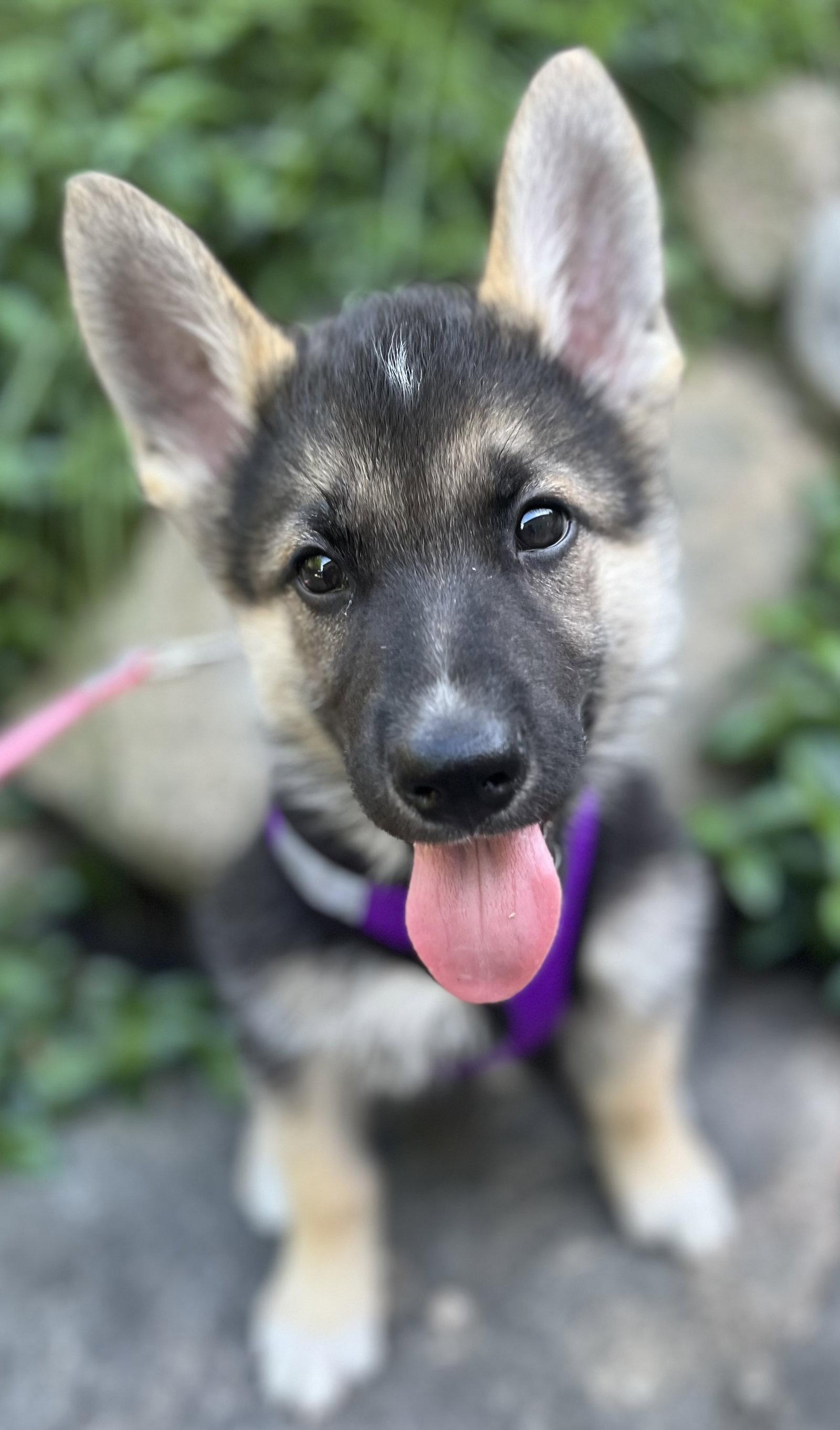 MUSKOKA, a Adoptable mixed breed in Minesing, ON image 2/3