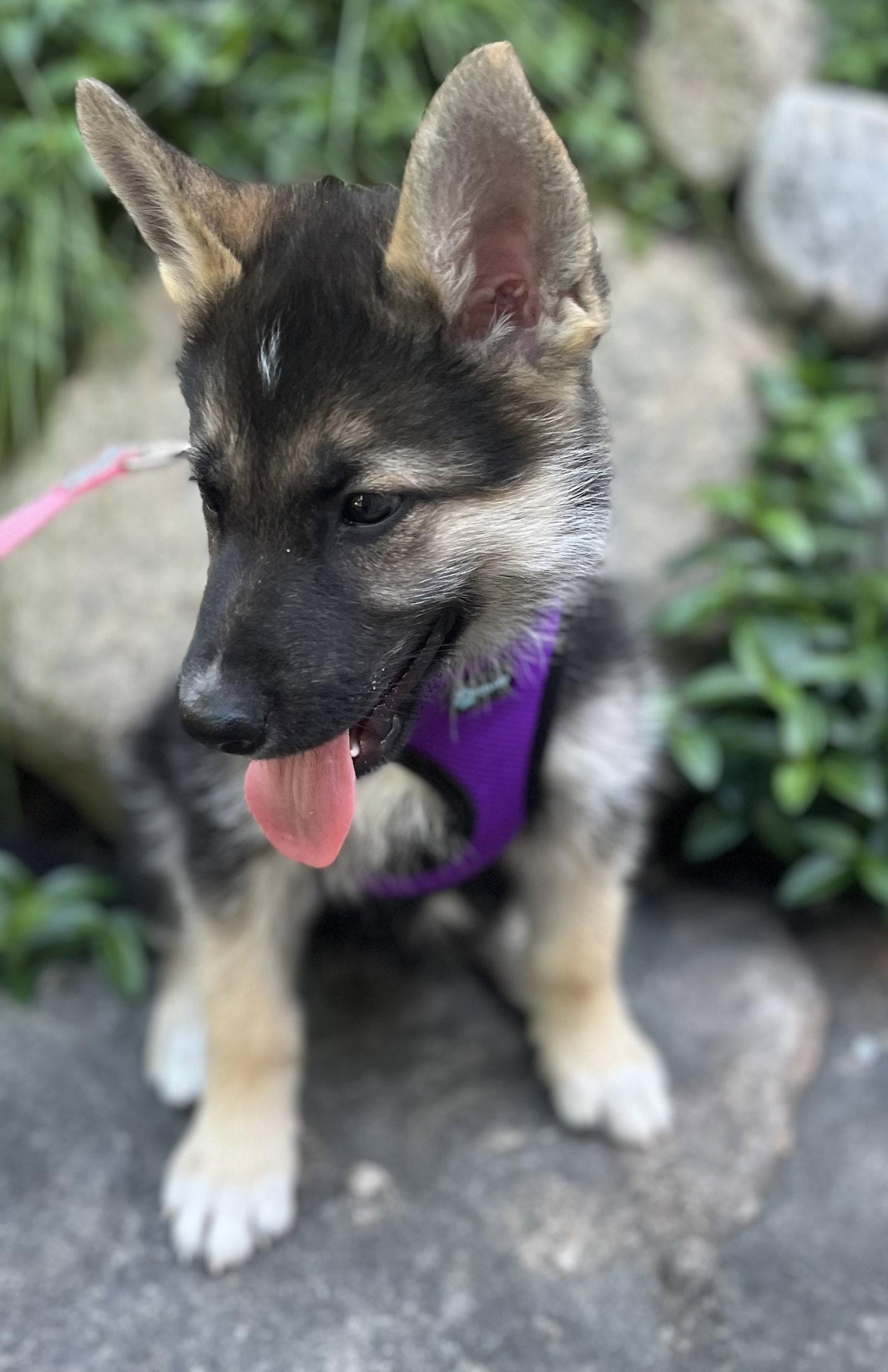 MUSKOKA, a Adoptable mixed breed in Minesing, ON image 3/3