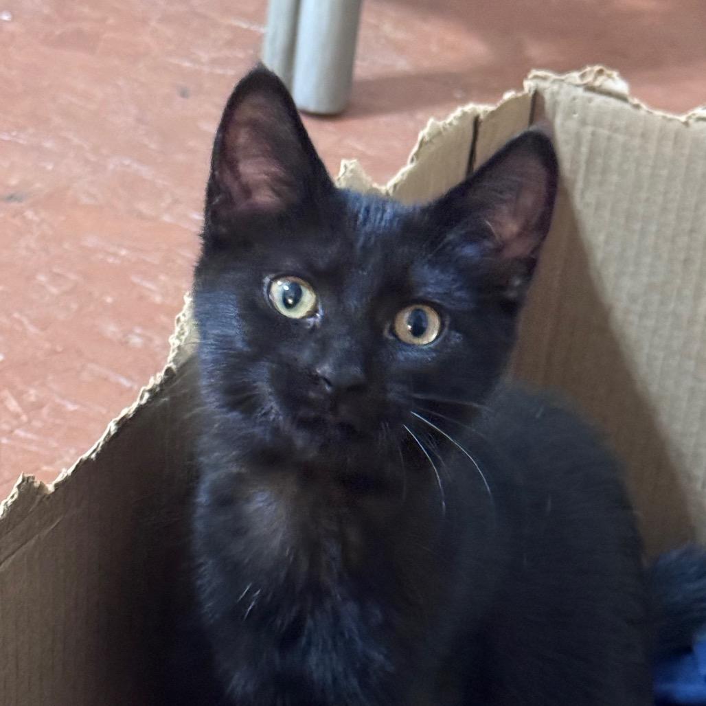 Bosenberry (aka Boise), Adoptable, Kitten Female Domestic Short Hair.