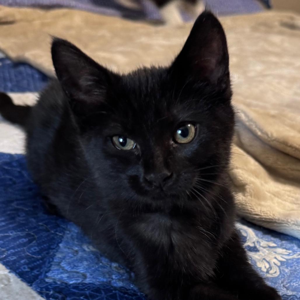 Enlarge Bosenberry (aka Boise), a Adoptable Domestic Short Hair in Monroe, MI image 2/5
