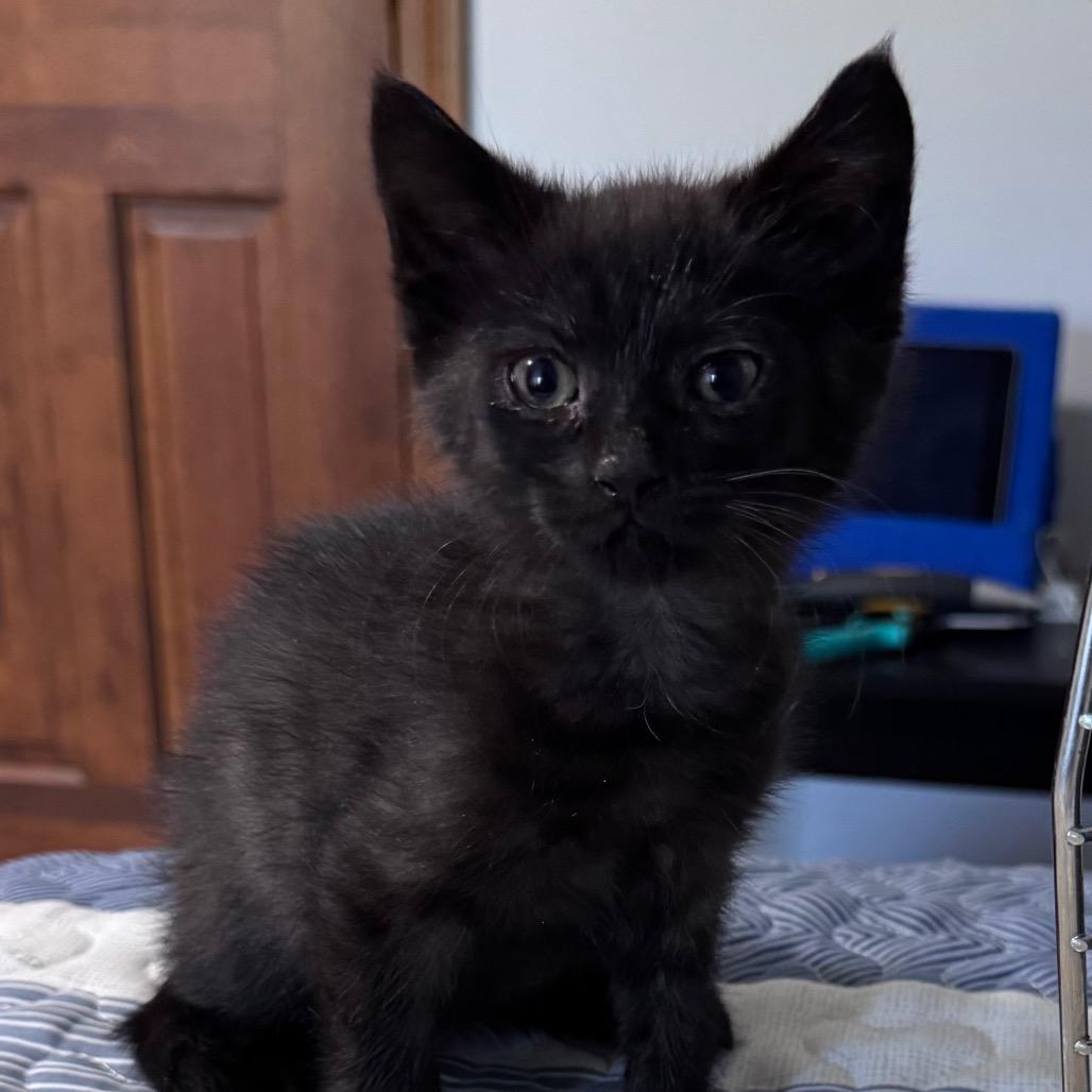 Enlarge Bosenberry (aka Boise), a Adoptable Domestic Short Hair in Monroe, MI image 3/5
