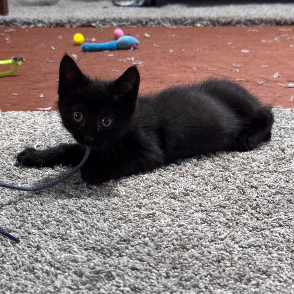 Enlarge Bosenberry (aka Boise), a Adoptable Domestic Short Hair in Monroe, MI image 4/5