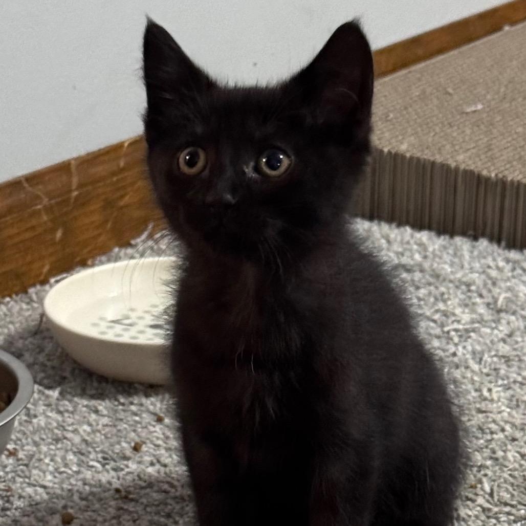 Enlarge Bosenberry (aka Boise), a Adoptable Domestic Short Hair in Monroe, MI image 5/5