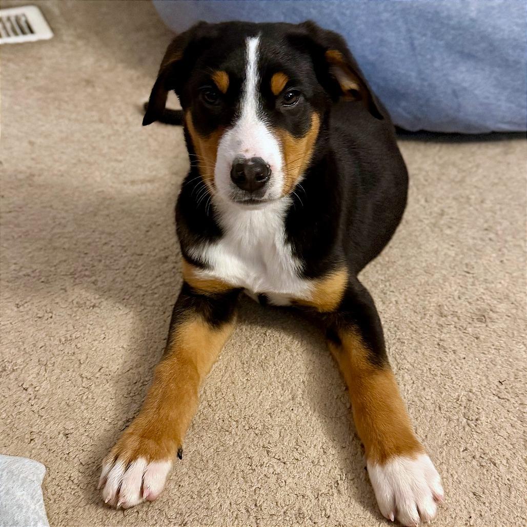 Elsa, Adoptable, Puppy Female Greater Swiss Mountain Dog.