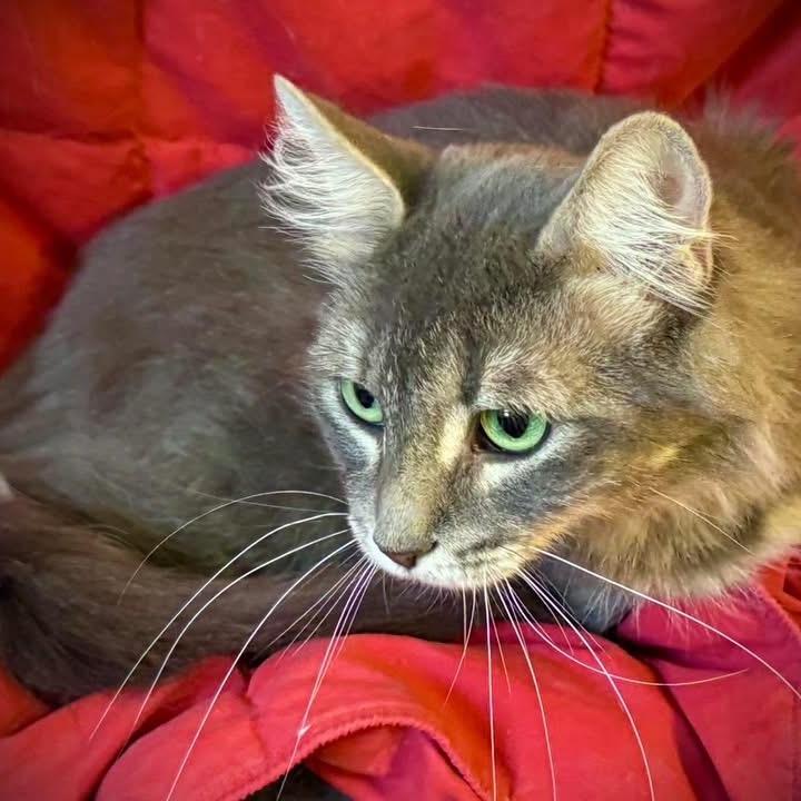 Vera, a Adoptable Domestic Short Hair in Fresno, CA image 1/2