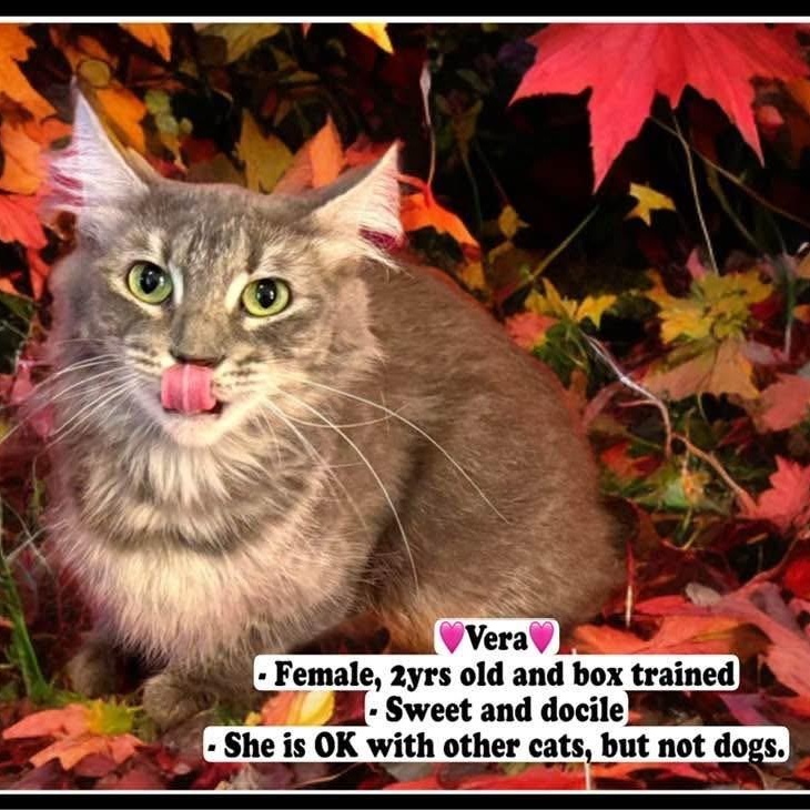 Vera, a Adoptable Domestic Short Hair in Fresno, CA image 2/2