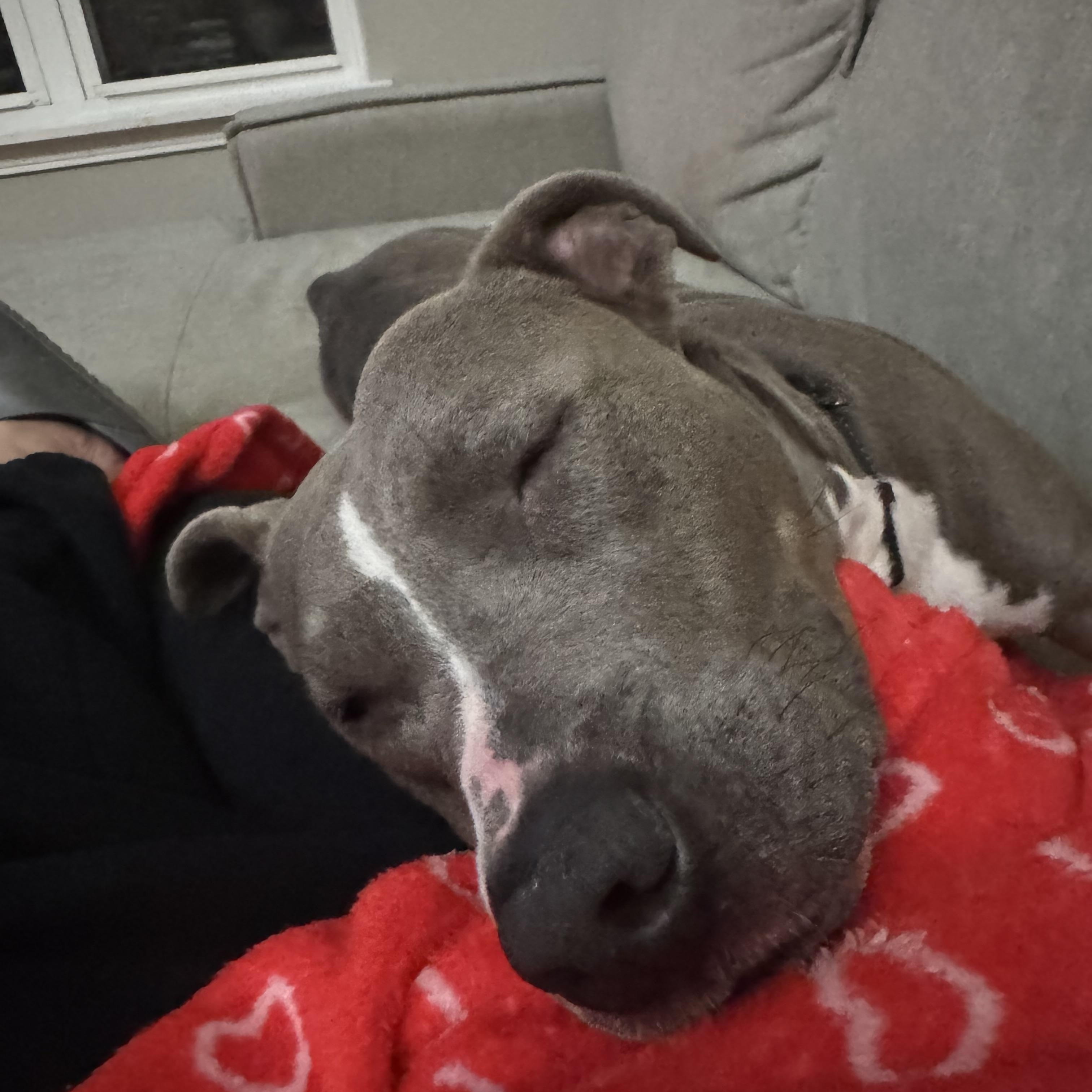Enlarge Shirley, an adoptable mixed breed in Libertyville, IL image 5/6
