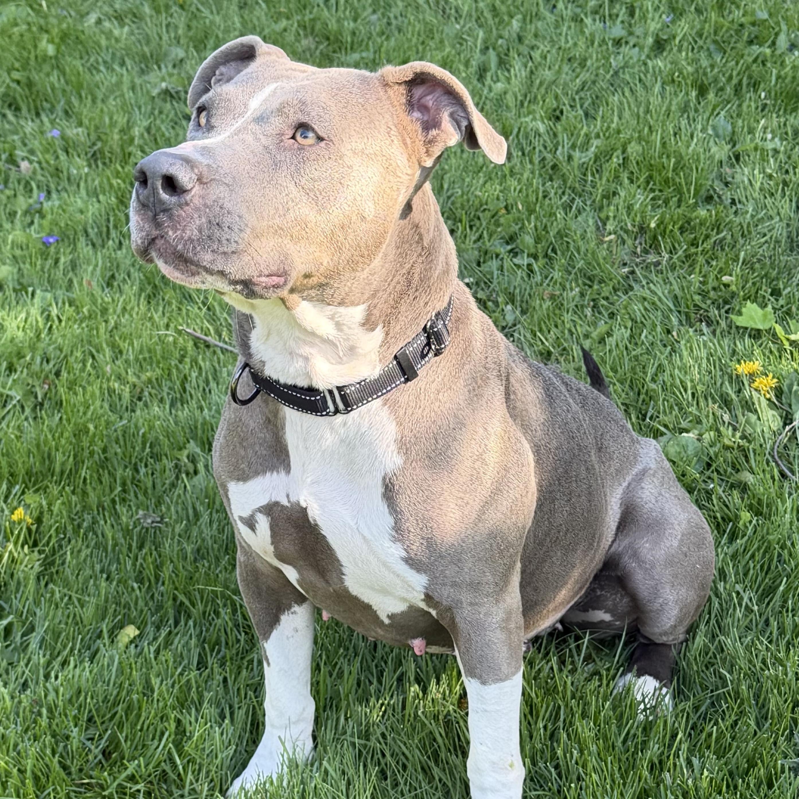 Enlarge Shirley, an adoptable mixed breed in Libertyville, IL image 3/6