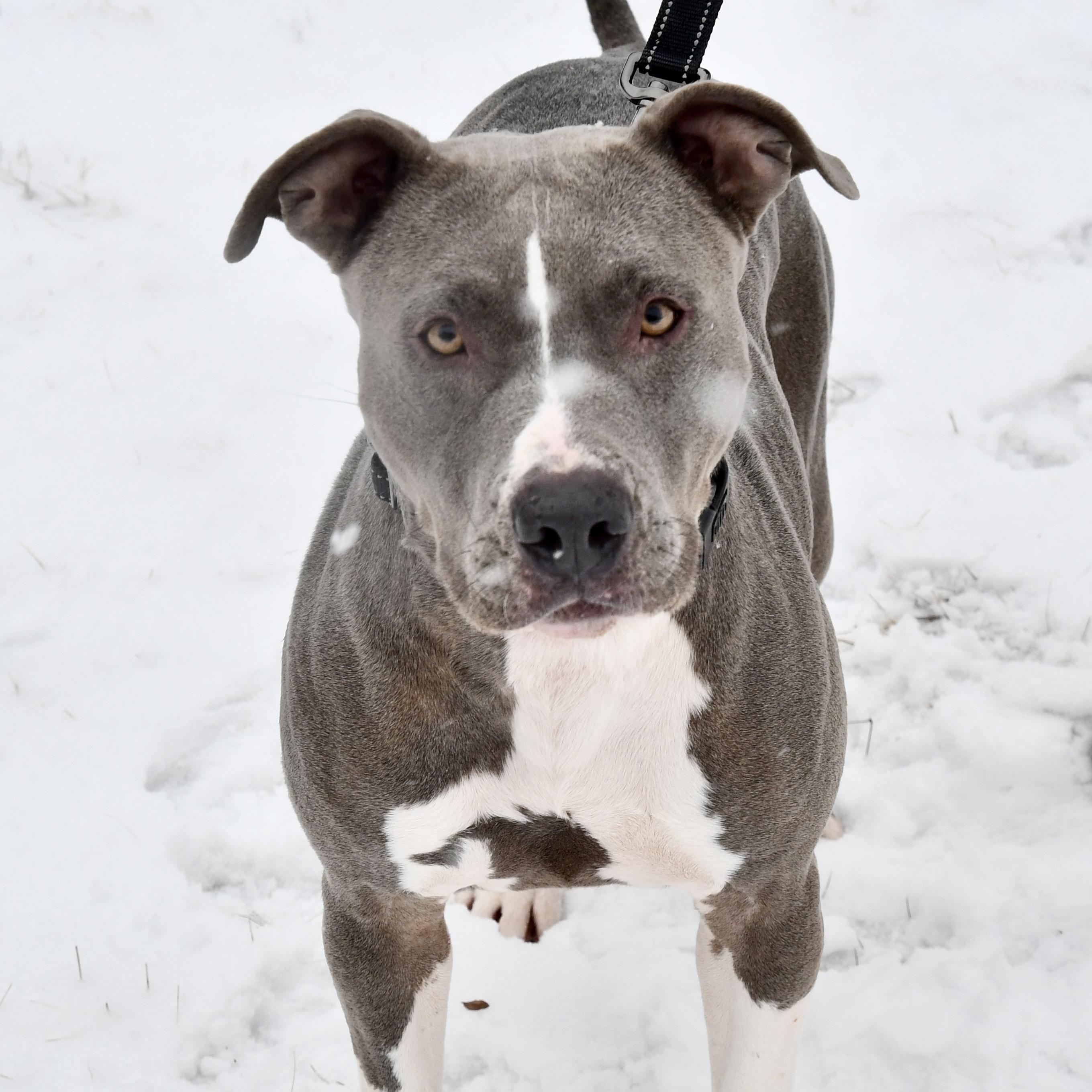 Enlarge Shirley, an adoptable Pit Bull Terrier in Libertyville, IL image 1/3