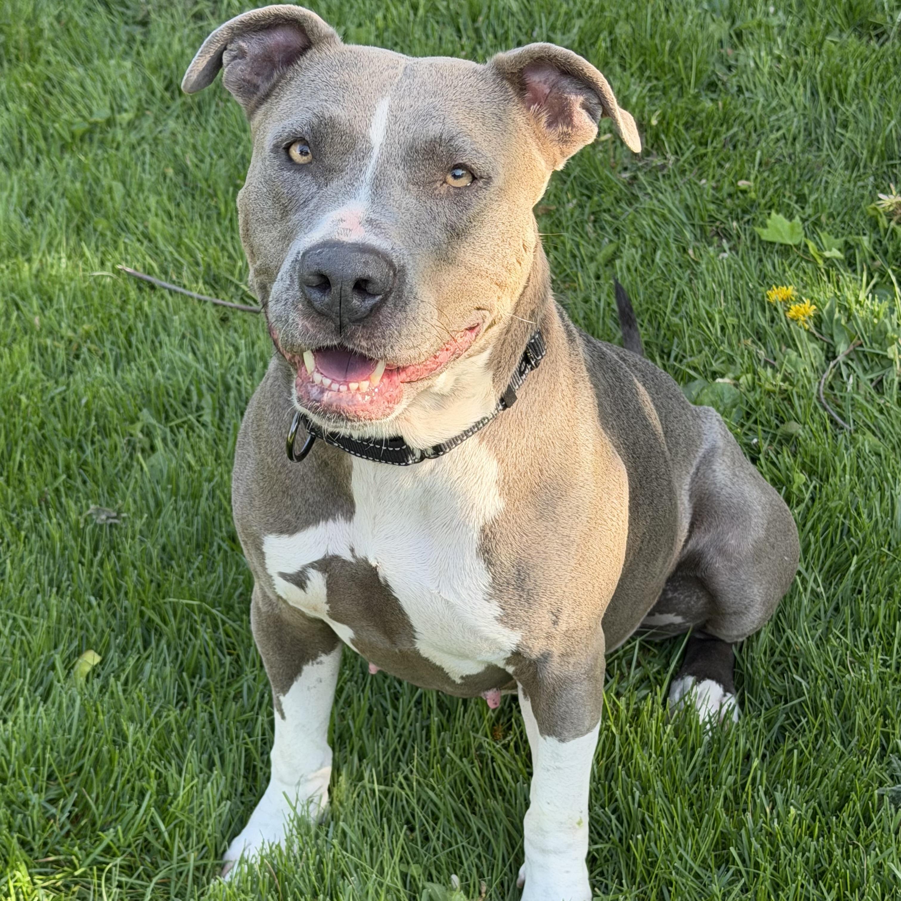 Enlarge Shirley, an adoptable mixed breed in Libertyville, IL image 2/6