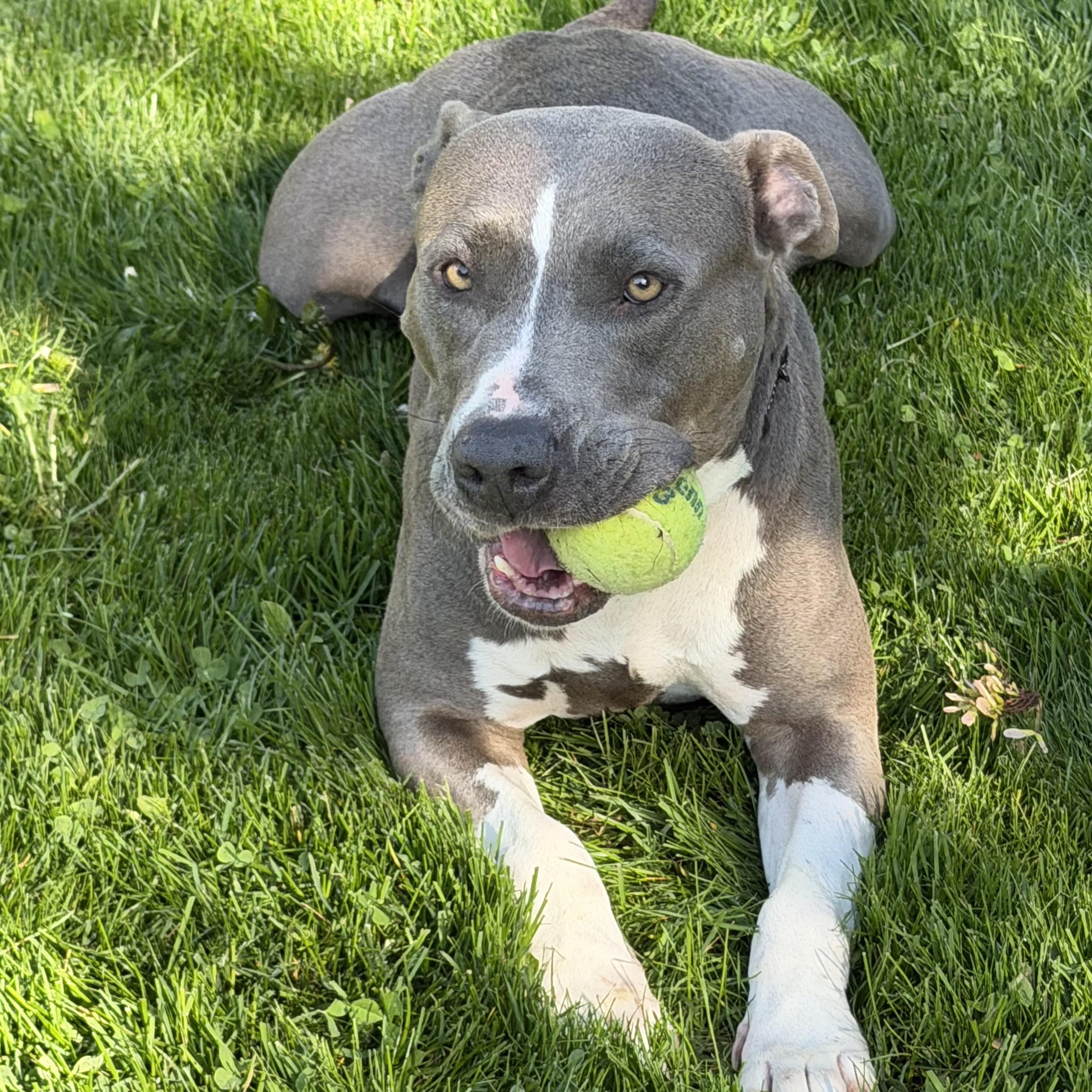 Enlarge Shirley, an adoptable mixed breed in Libertyville, IL image 1/6