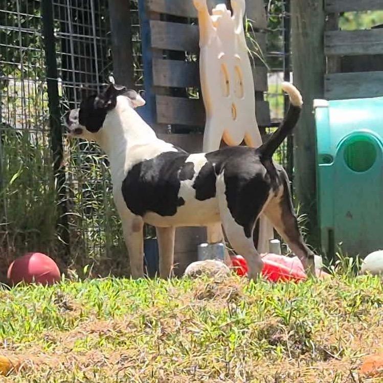 Enlarge Macey, a Adoptable mixed breed in Dover, AR image 1/5