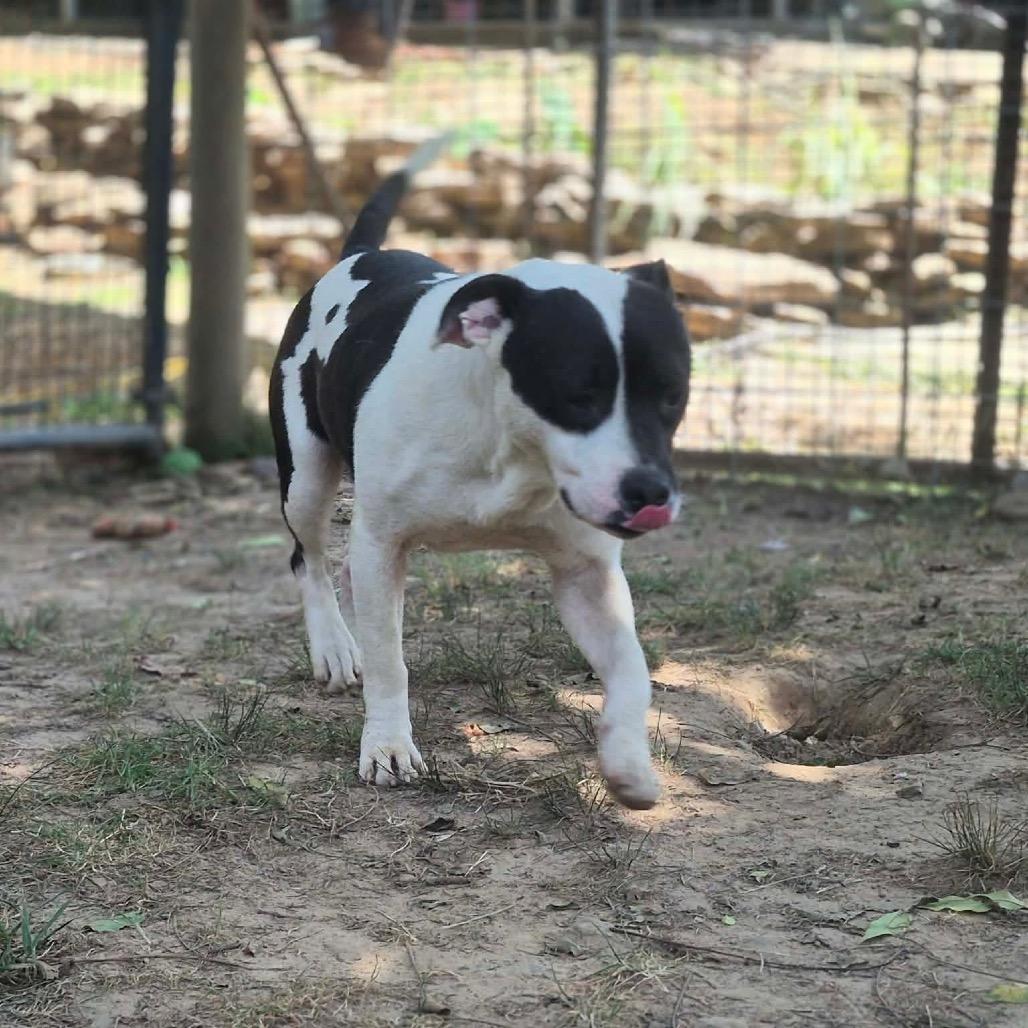 Enlarge Macey, a Adoptable mixed breed in Dover, AR image 2/5
