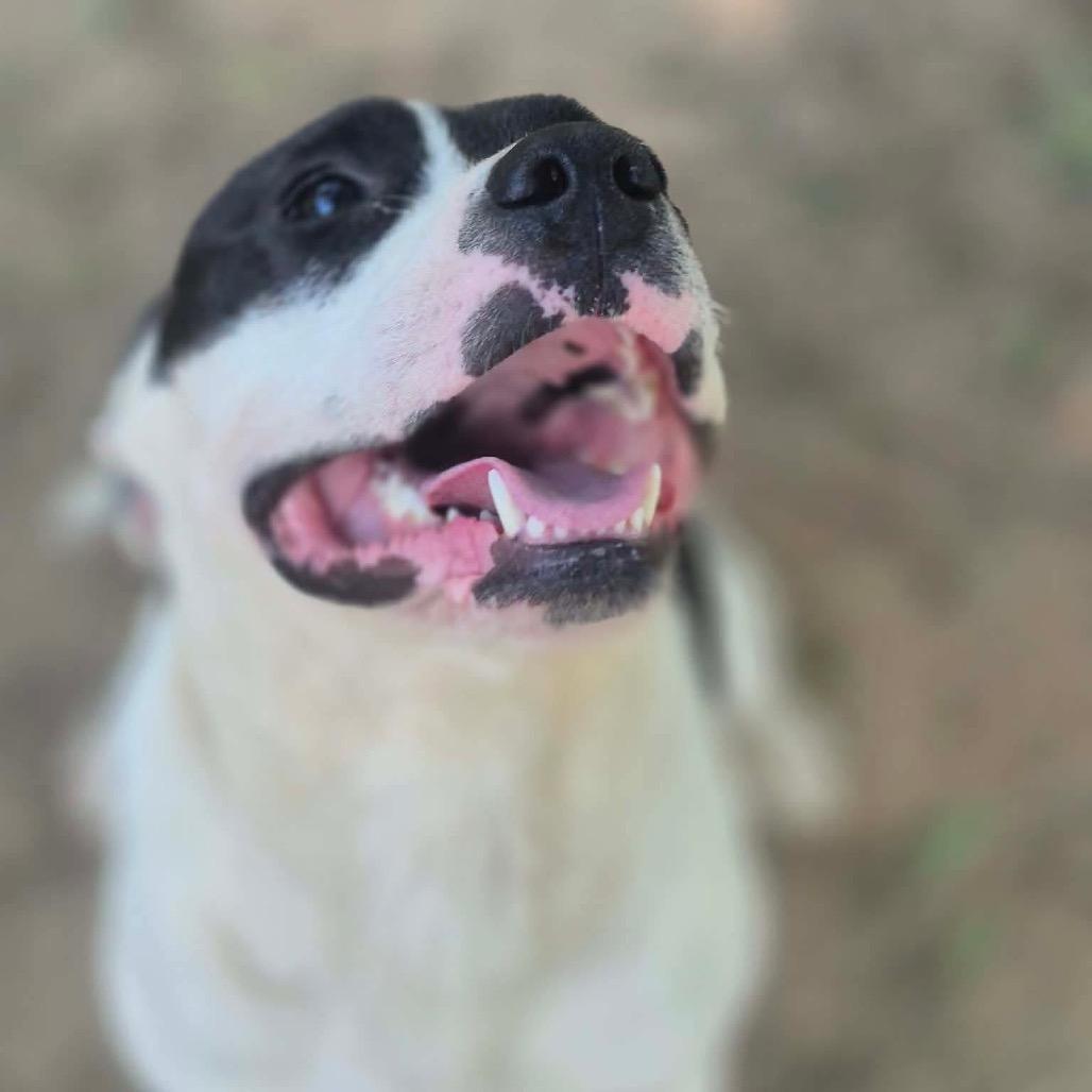 Enlarge Macey, a Adoptable mixed breed in Dover, AR image 3/5