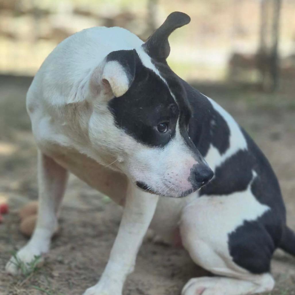 Enlarge Macey, a Adoptable mixed breed in Dover, AR image 5/5