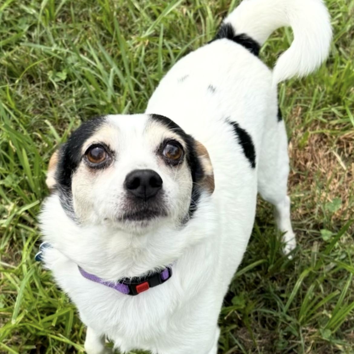 Hensley, ADOPTABLE, Adult Male Jack Russell Terrier & Rat Terrier.