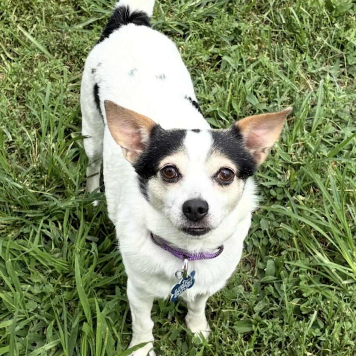Enlarge Hensley, a ADOPTABLE mixed breed in Saint Louis, MO image 2/3