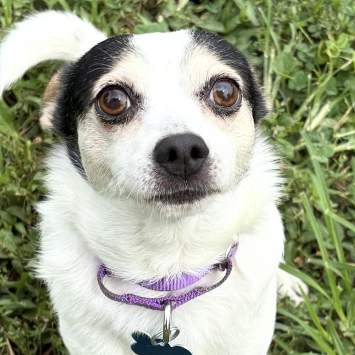 Enlarge Hensley, a ADOPTABLE mixed breed in Saint Louis, MO image 3/3
