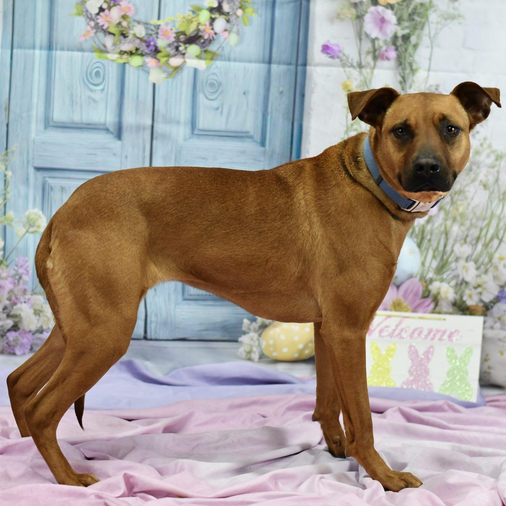 Enlarge Pebbles, a ADOPTABLE mixed breed in Defuniak Springs, FL image 1/1