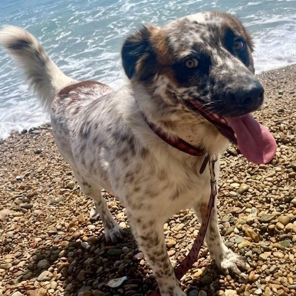Enlarge Kai, a ADOPTABLE mixed breed in Corral del Risco, NAY image 1/4