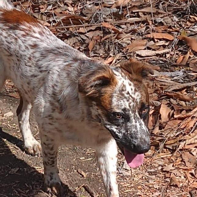 Enlarge Kai, a ADOPTABLE mixed breed in Corral del Risco, NAY image 3/4
