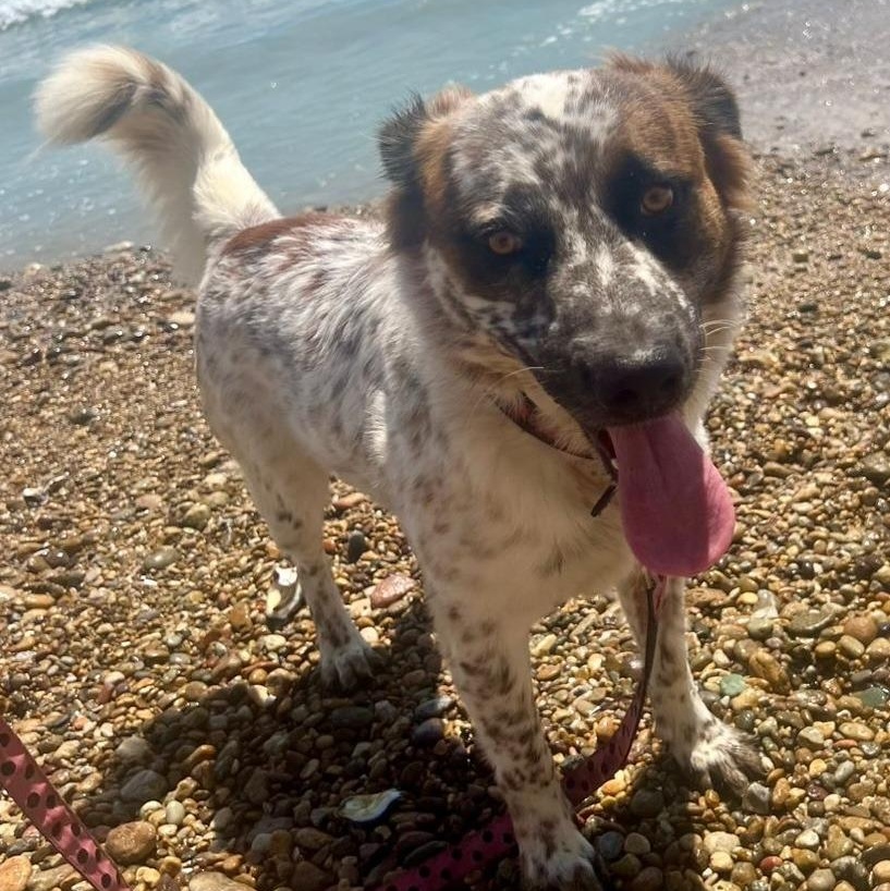 Enlarge Kai, a ADOPTABLE mixed breed in Corral del Risco, NAY image 2/4