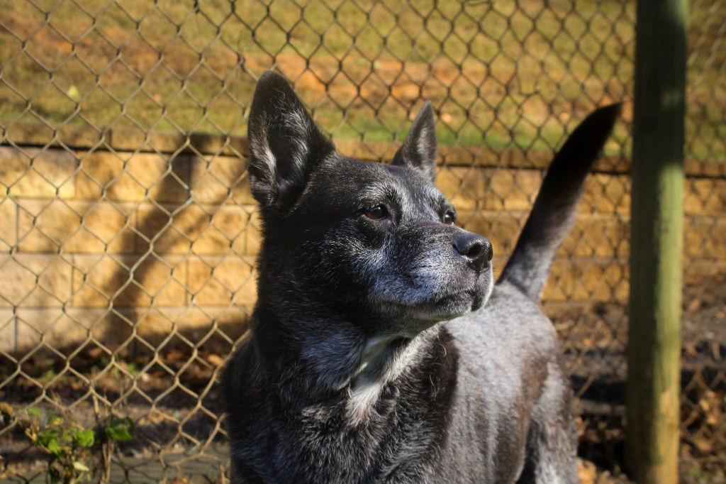 Akyra, a Adoptable mixed breed in Lovingston, VA image 1/3