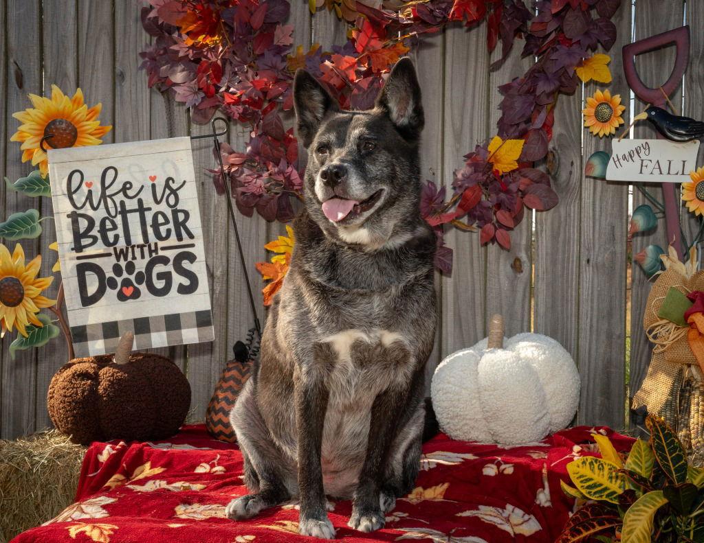 Akyra, a Adoptable mixed breed in Lovingston, VA image 2/3