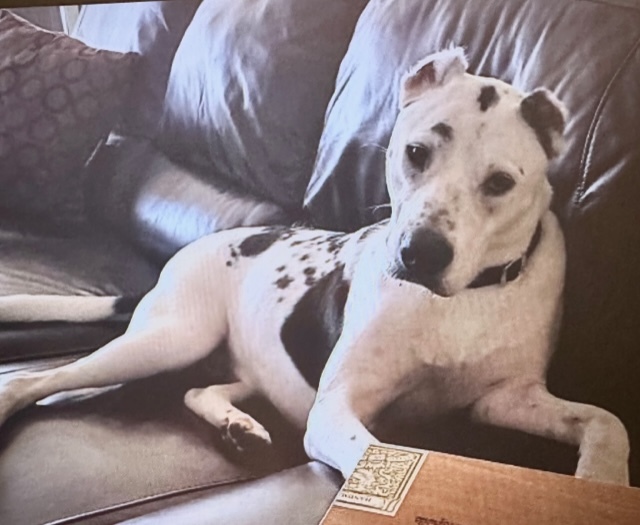 Enlarge Bear, a Adoptable Mixed Breed image 9/12