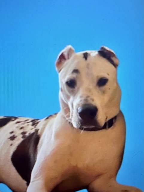 Enlarge Bear, a Adoptable Mixed Breed image 10/12