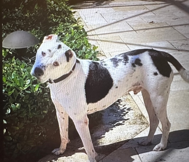 Bear, Adoptable, Adult Male Mixed Breed.